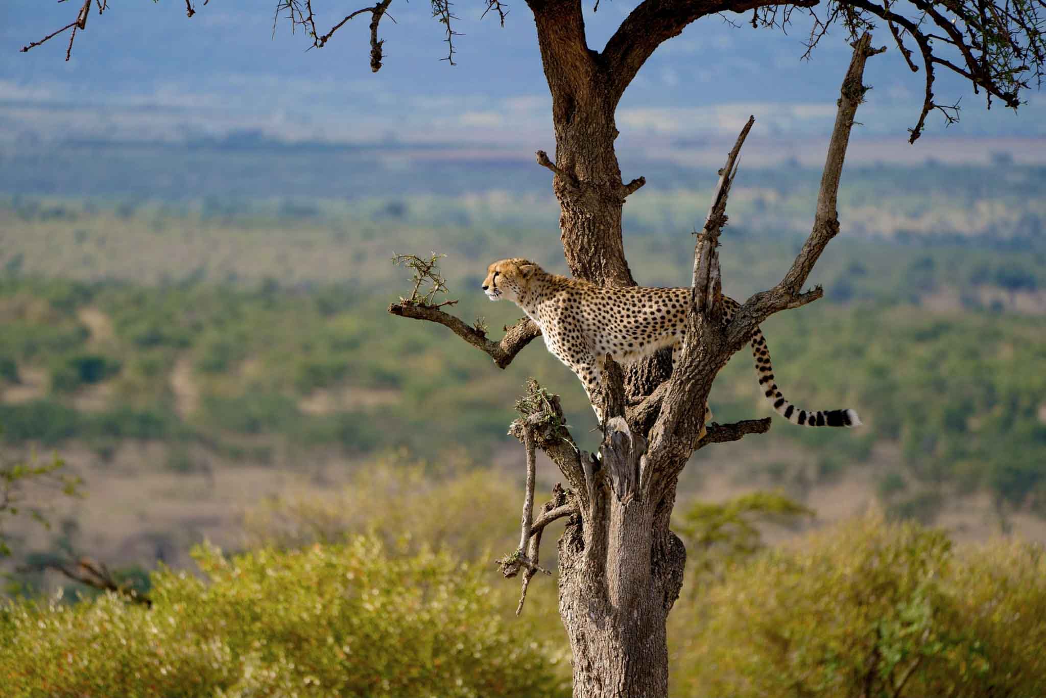 Tarangire