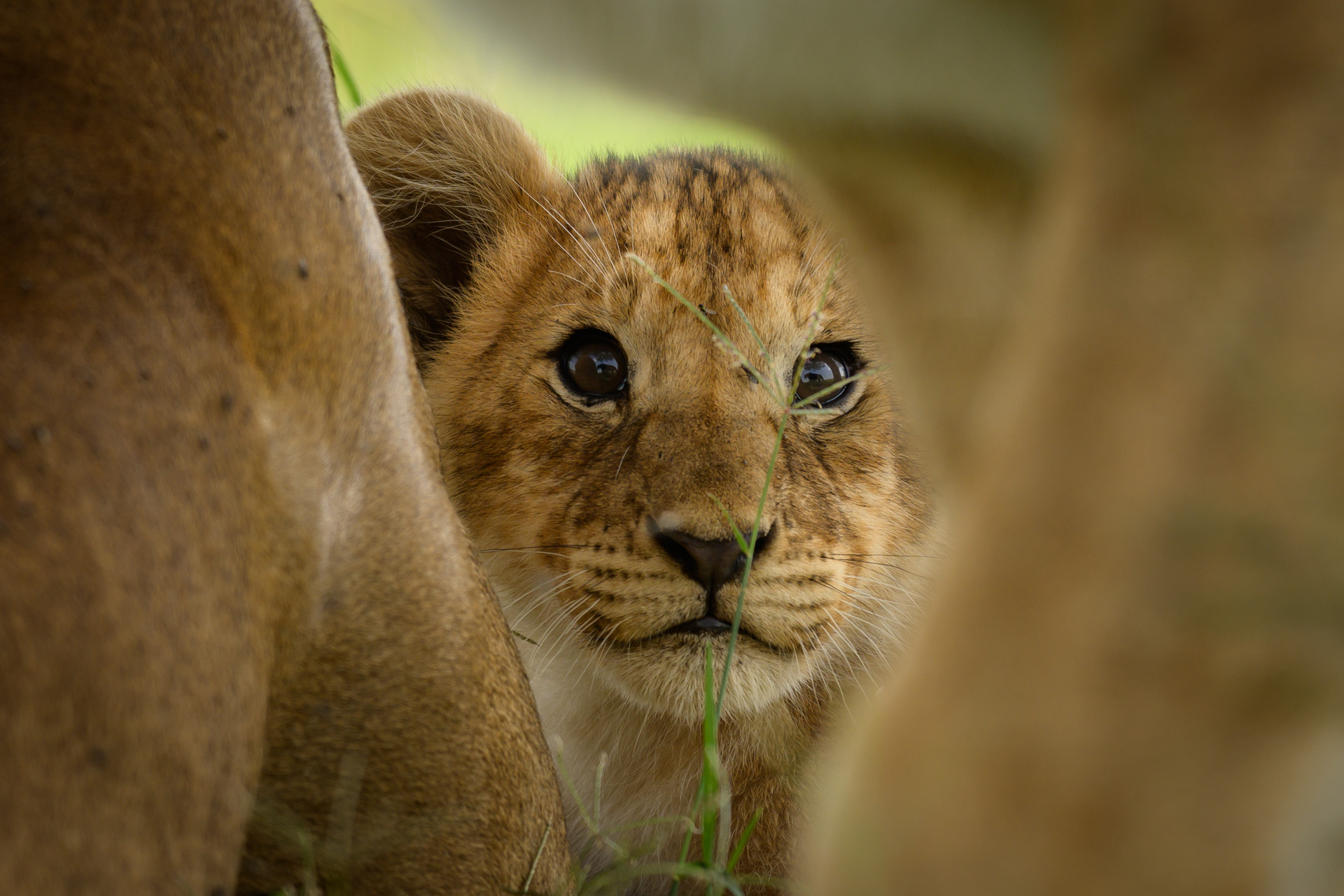 Tanzania Safari Trip: The Ultimate African Adventure Guide