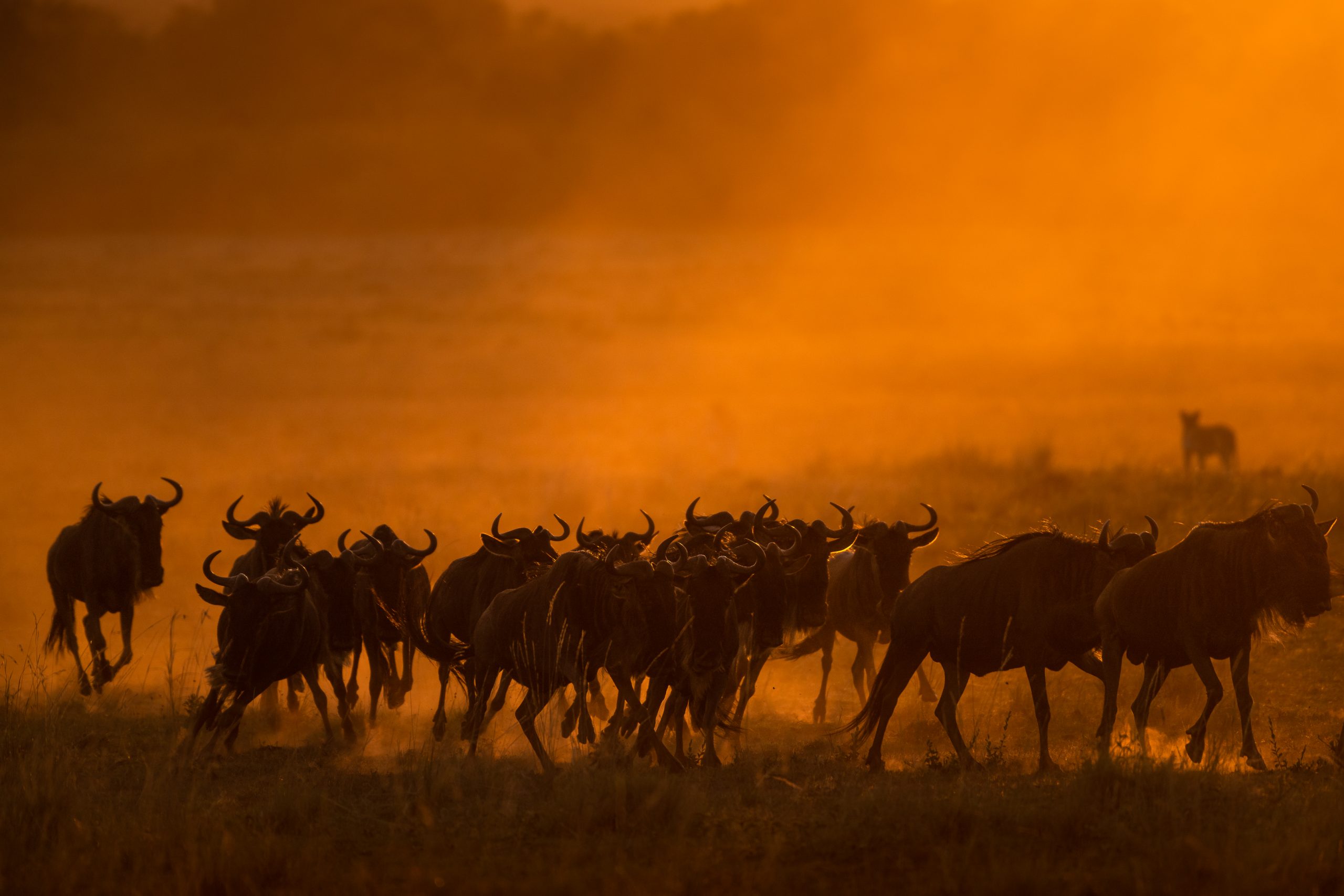 


												Wildebeest Migration	
