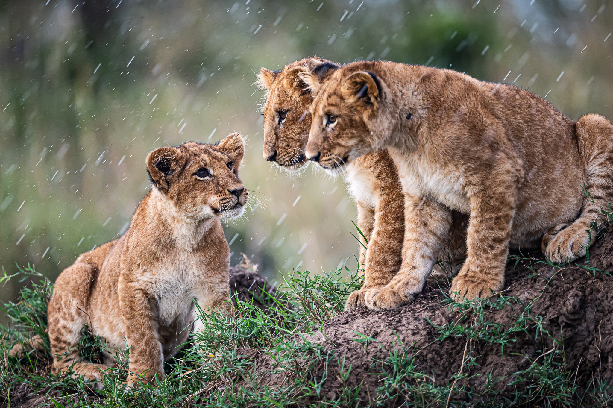 


												Serengeti National Park	
