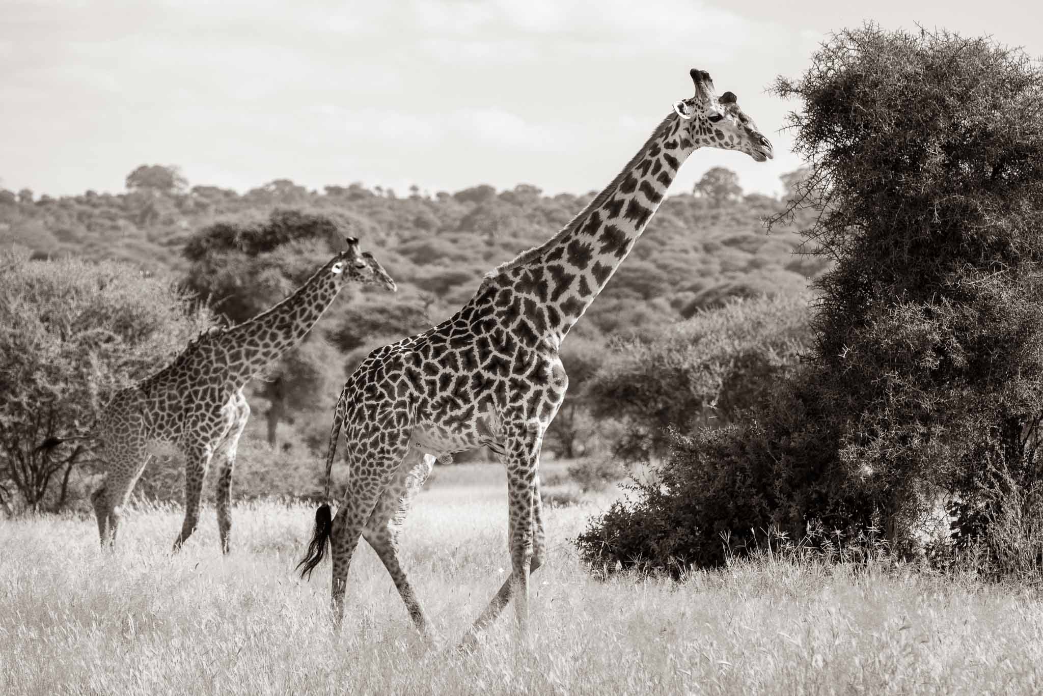 tanzania serous