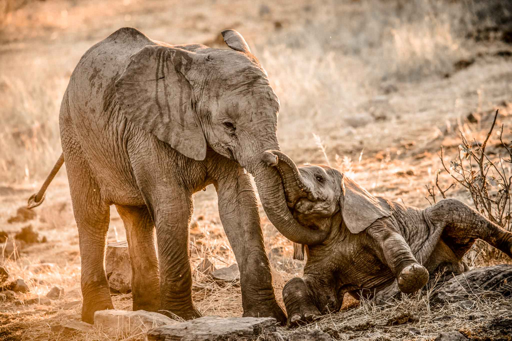 Family-Suitable Safari: Adventures for All Ages