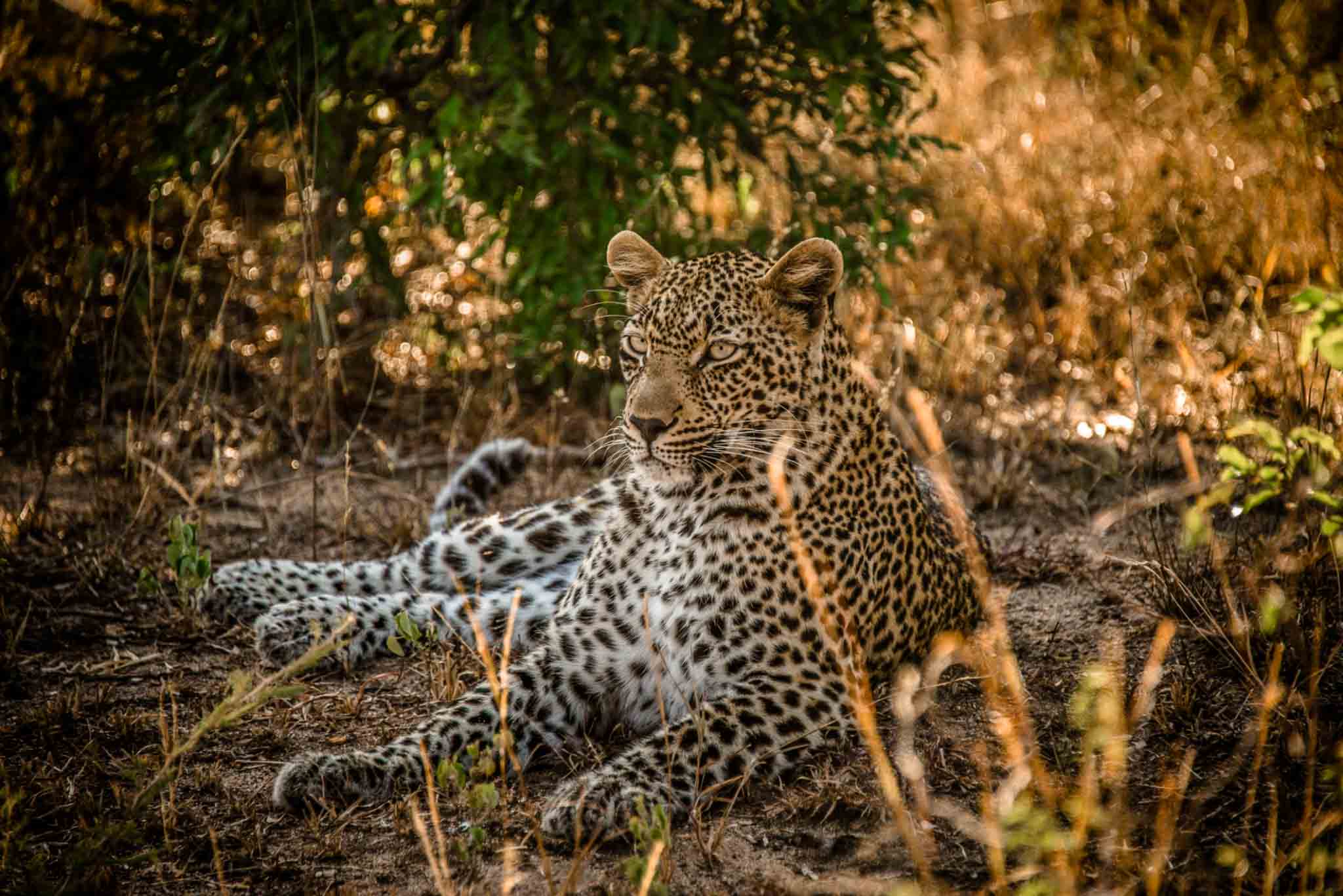 


												Ruaha National Park	
