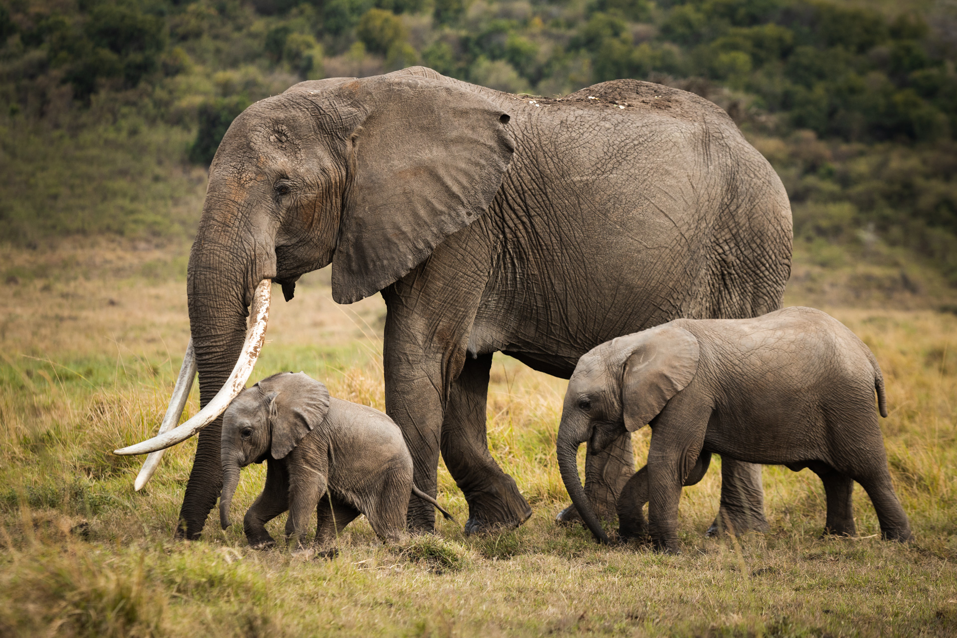 


												Selous Game Reserve	
