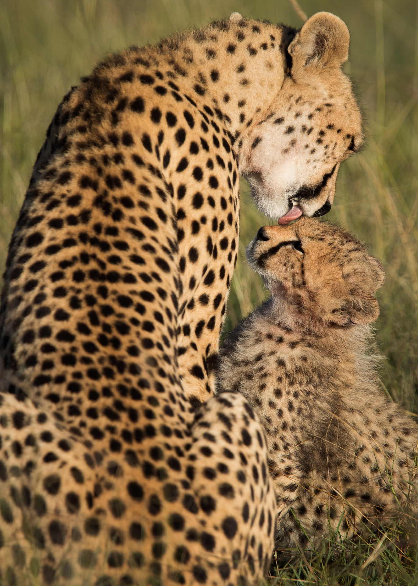 


												Photographic Safari	
