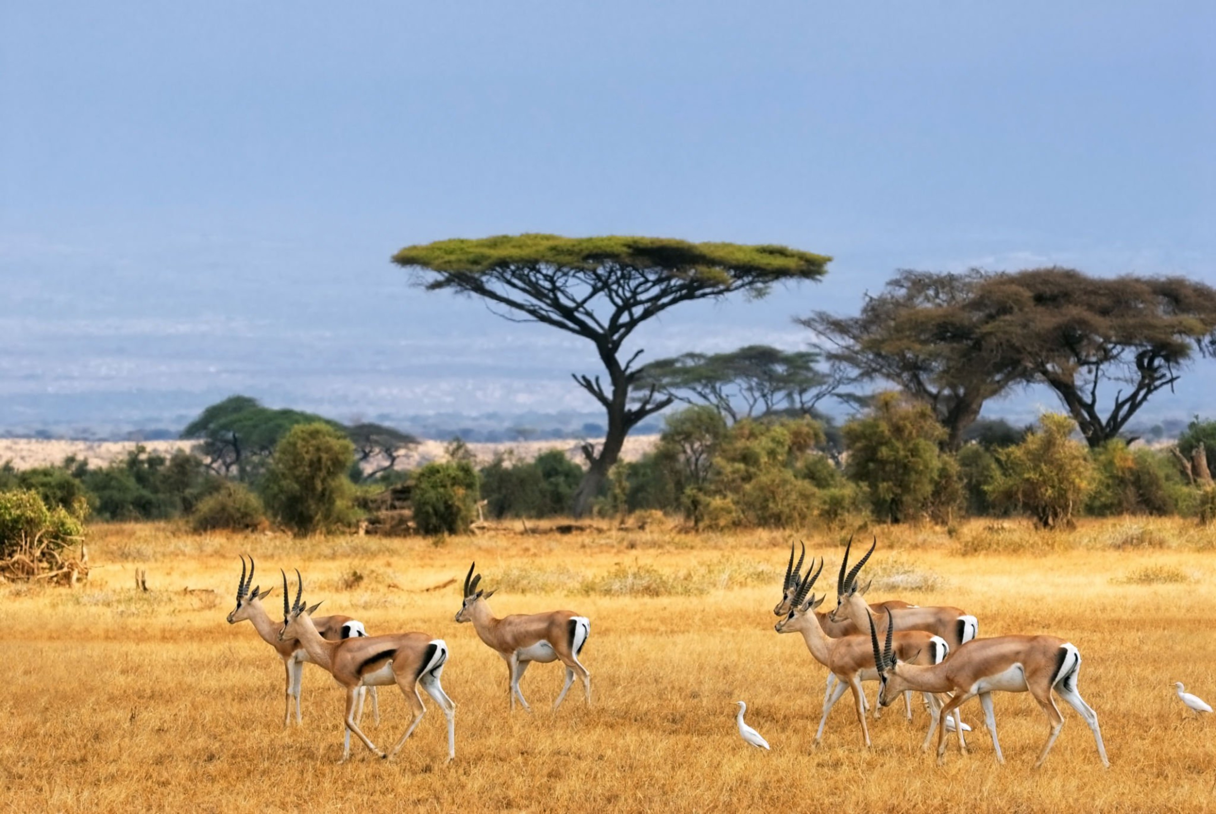 


												Mikumi National Park	
