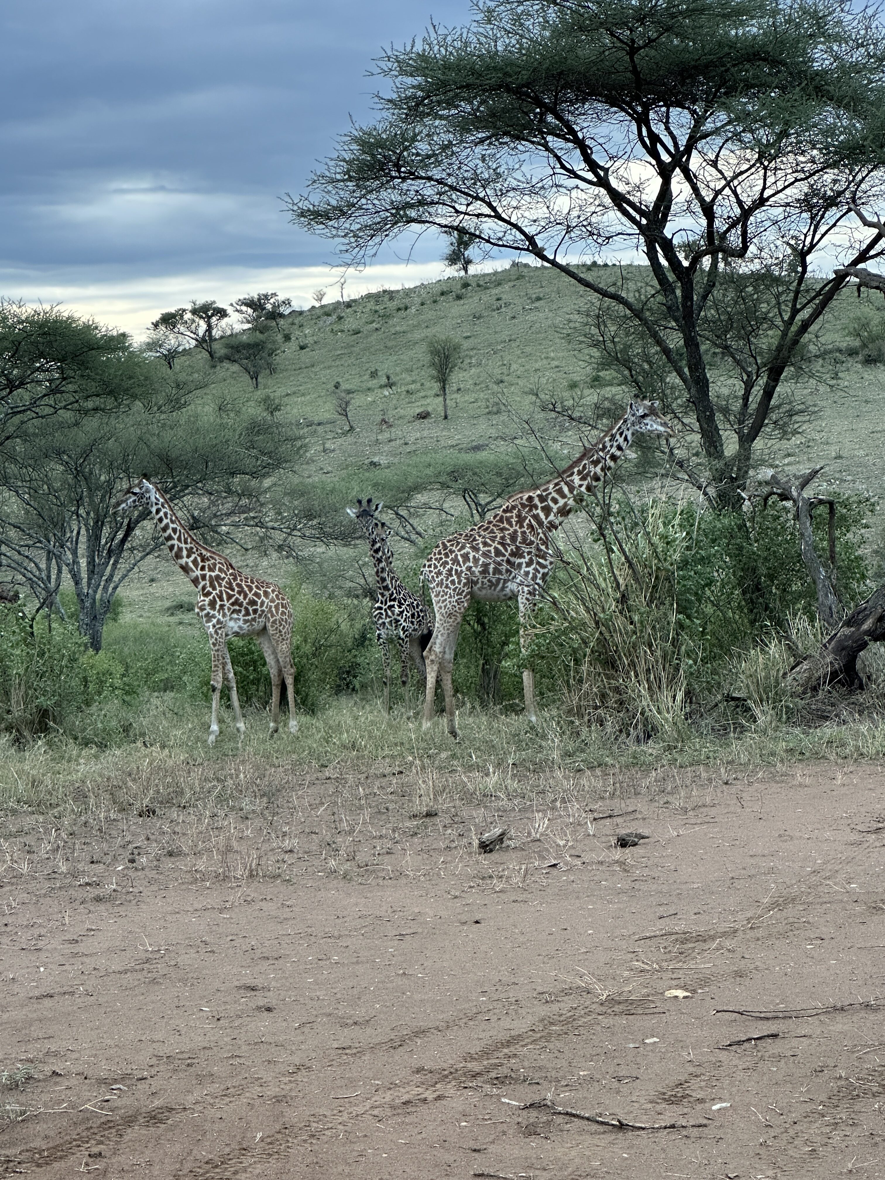  Tanzania Magical Safari