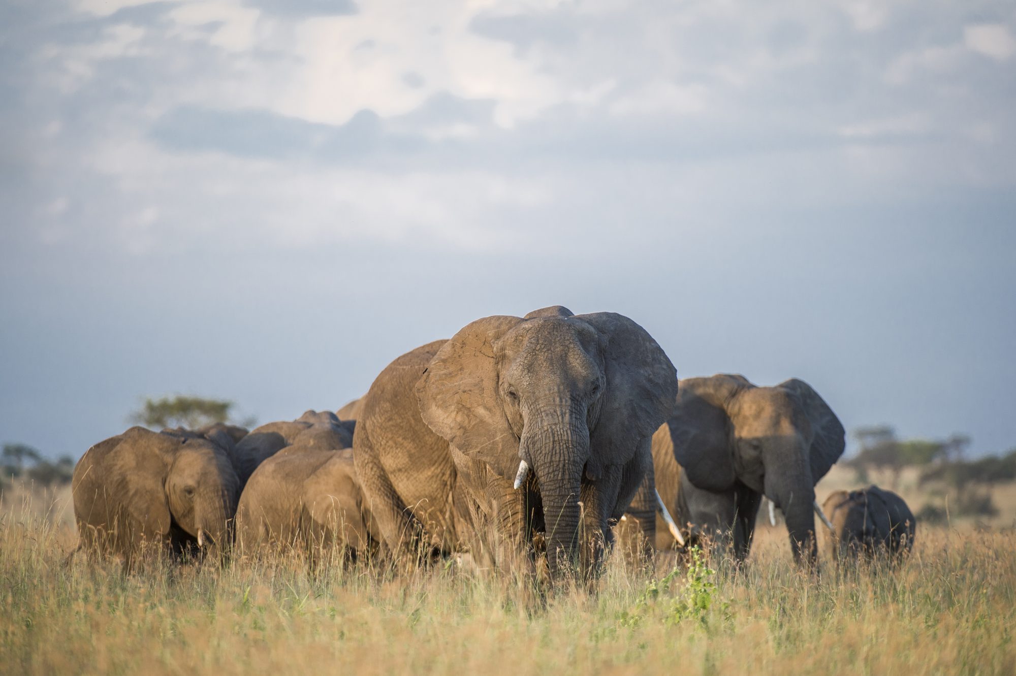 


												Tarangire National Park	
