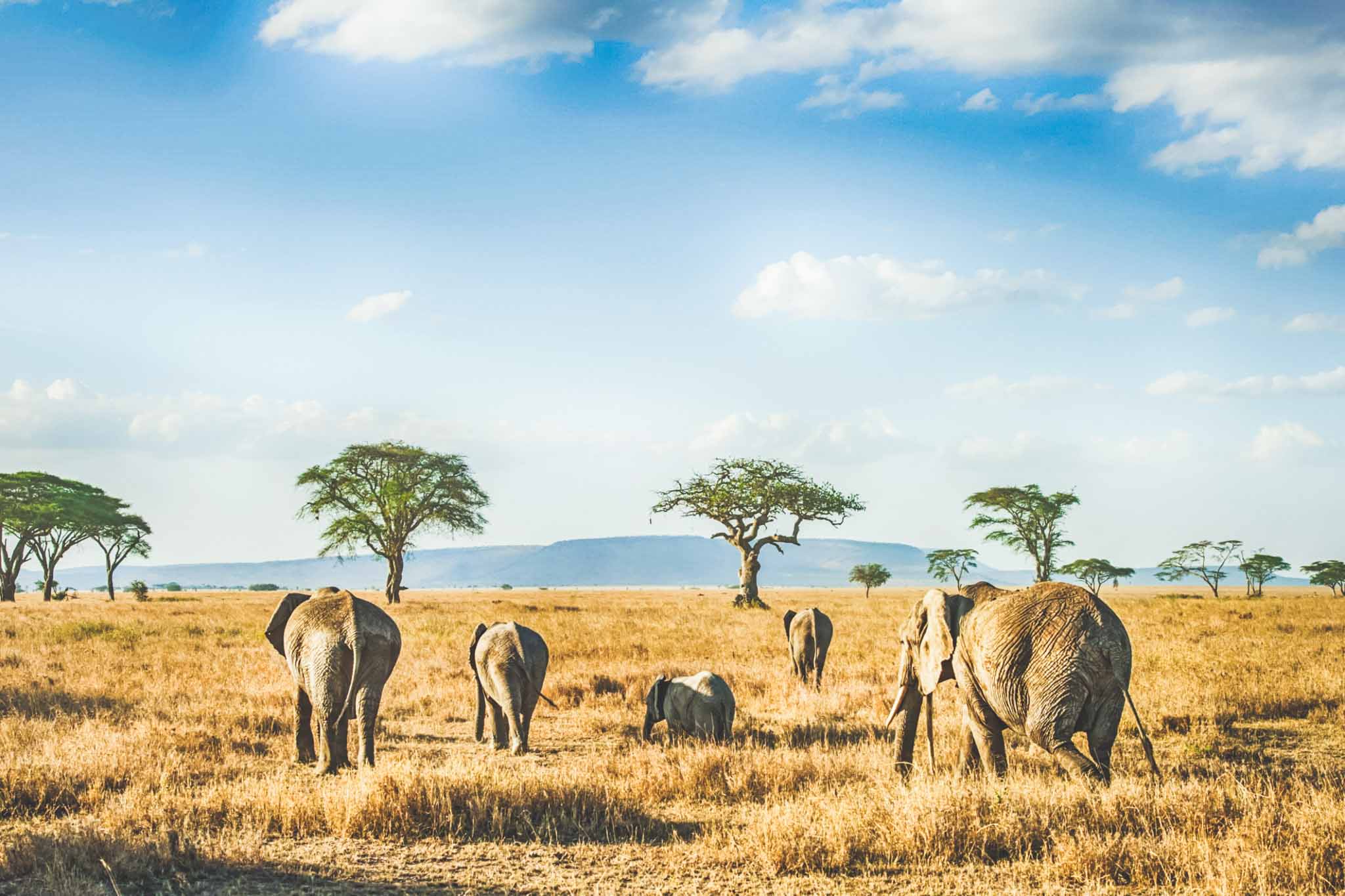 


												Group Safari	
