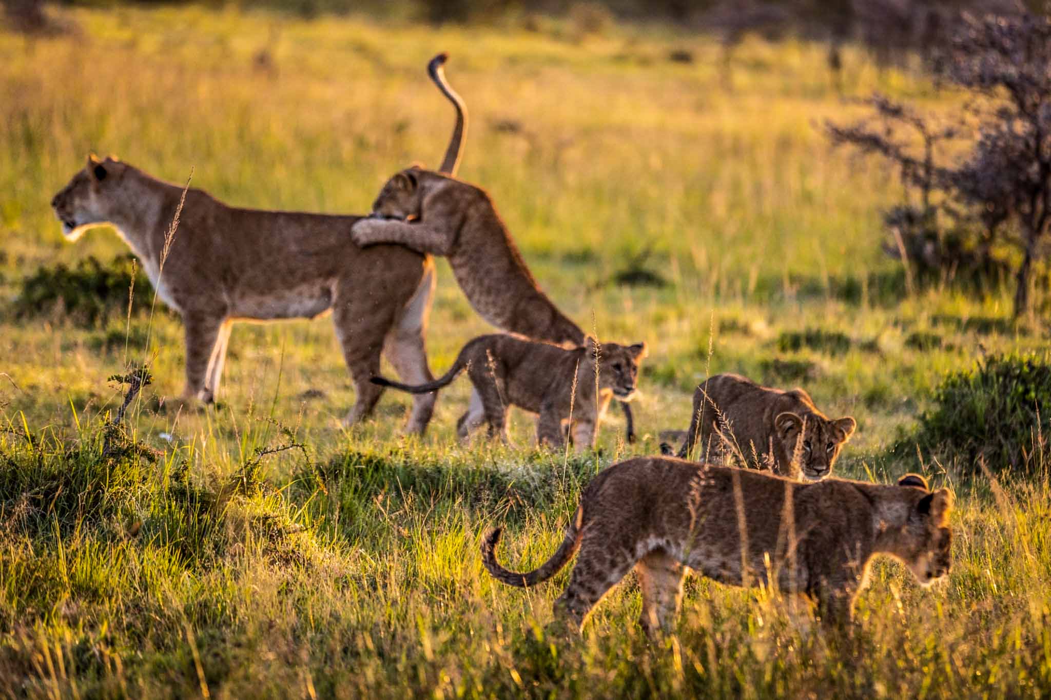 Ruaha National Park