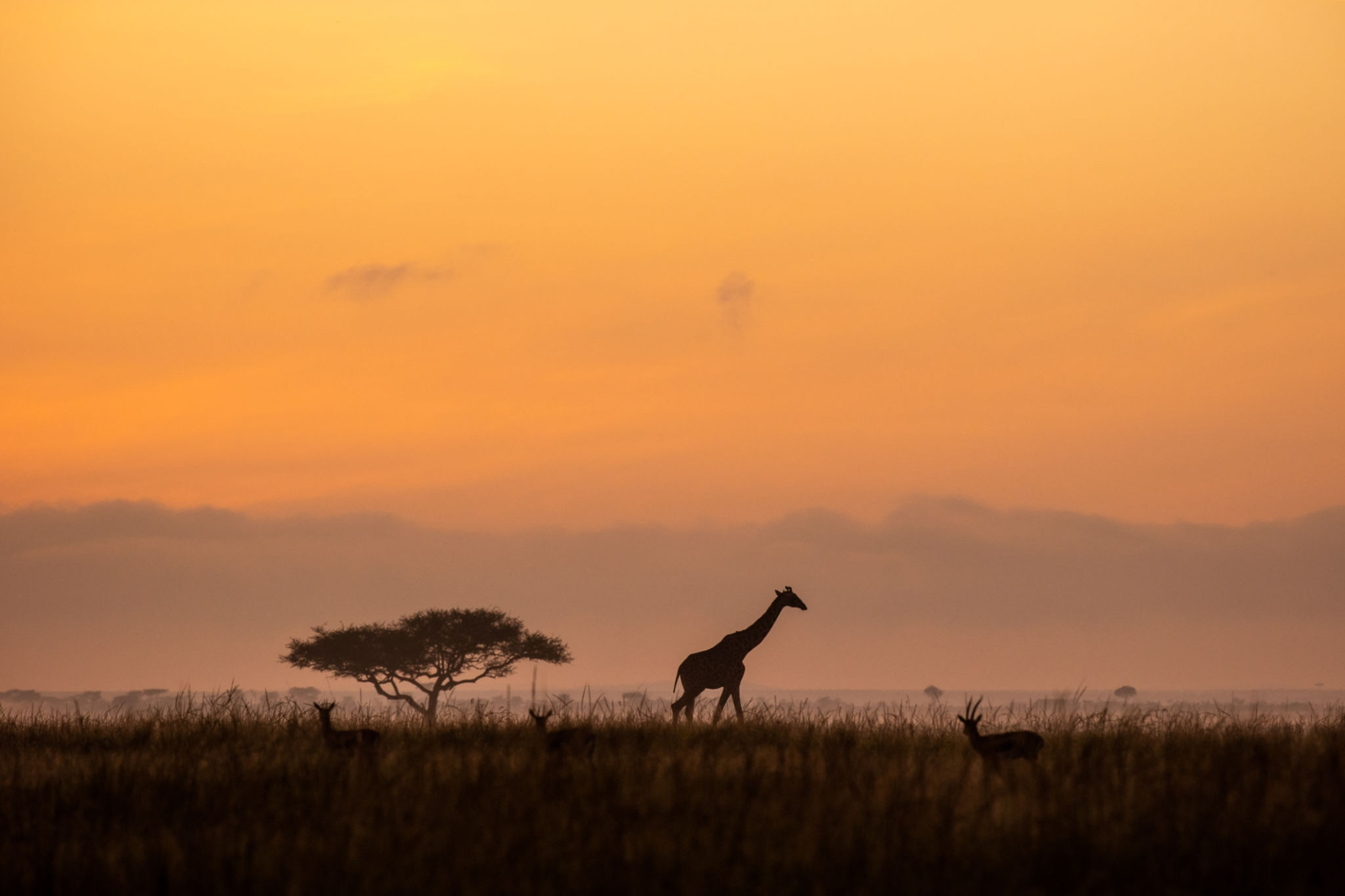 


												Solo Safari	
