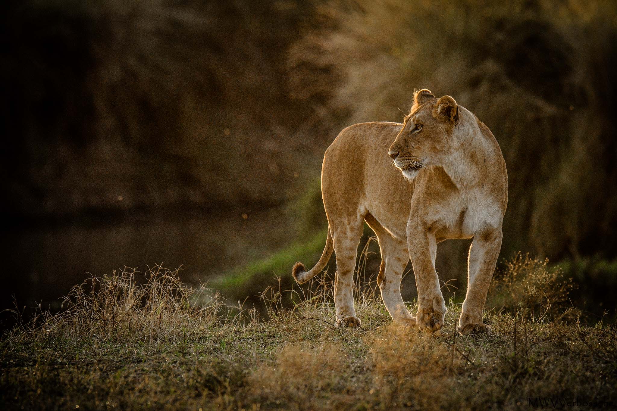 Selous Game Reserve
